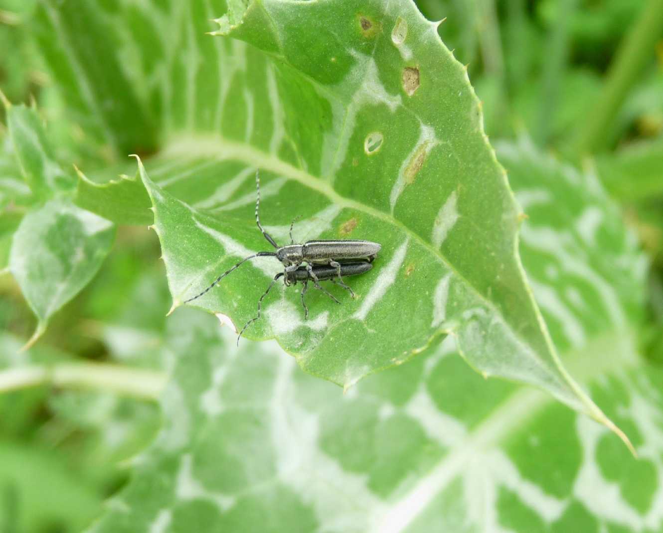 Agapanthia in accoppiamento: Agapanthia (s. str.) cardui